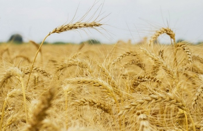 تاجیکستان واردات گندم را افزایش می‌دهد