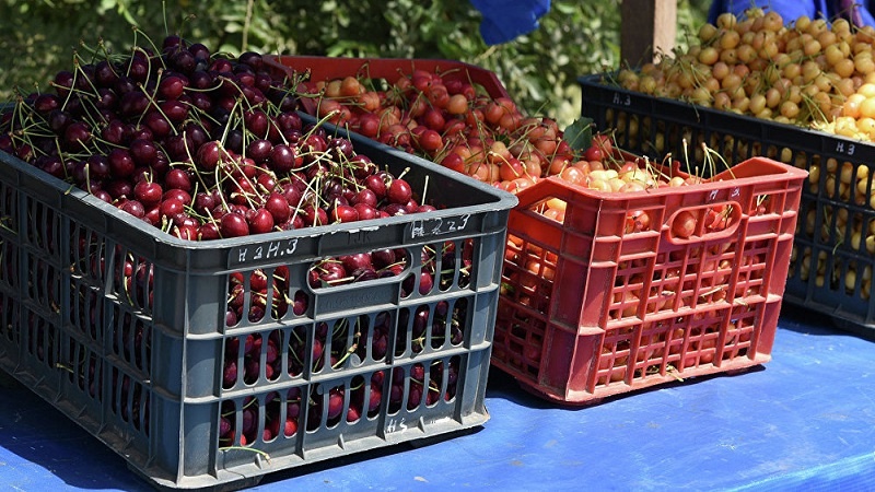 تسهیل صادرات میوه و سبزیجات تاجیکستان به روسیه
