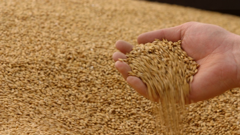 برداشت 765 هزار تن گندم در تاجیکستان در سال 2018
