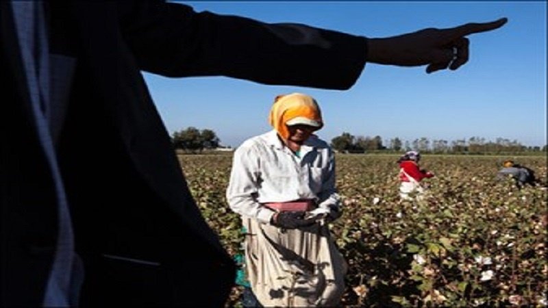 حال و روز پنبه کاران تاجیکستانی خوب نیست